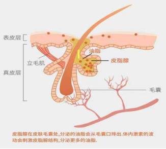 化妝品,控油評(píng)價(jià),皮脂分泌,皮膚